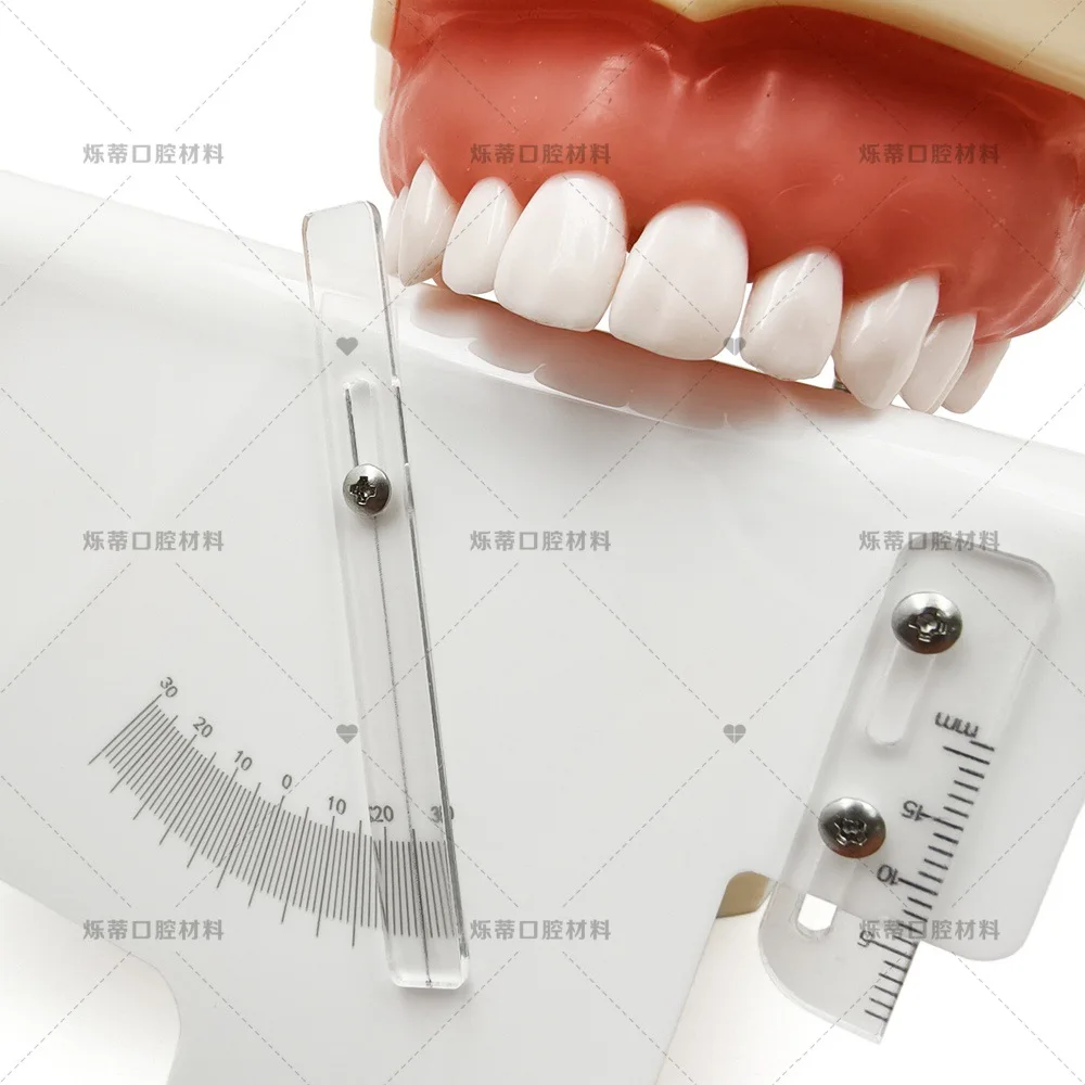 Laboratory Technician Measuring Ruler Molar Torque Measuring Ruler 6 Elements Rulers Model Rulers Laboratory Tools