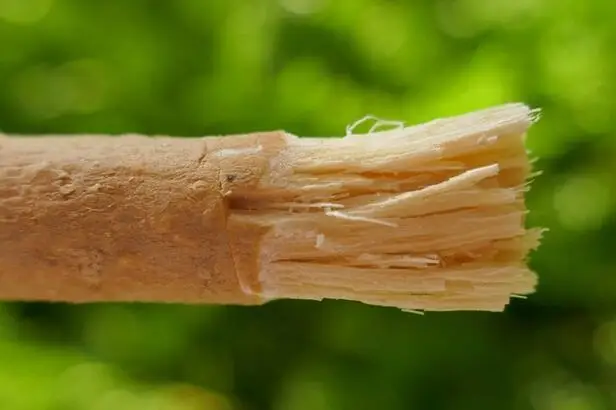 Turecki zestaw 10 świeżych naturalnych szczoteczek do zębów muzułmanie Miswak Siwak Arak zęby Cleaner miękkie przyjazne dla środowiska szczotka