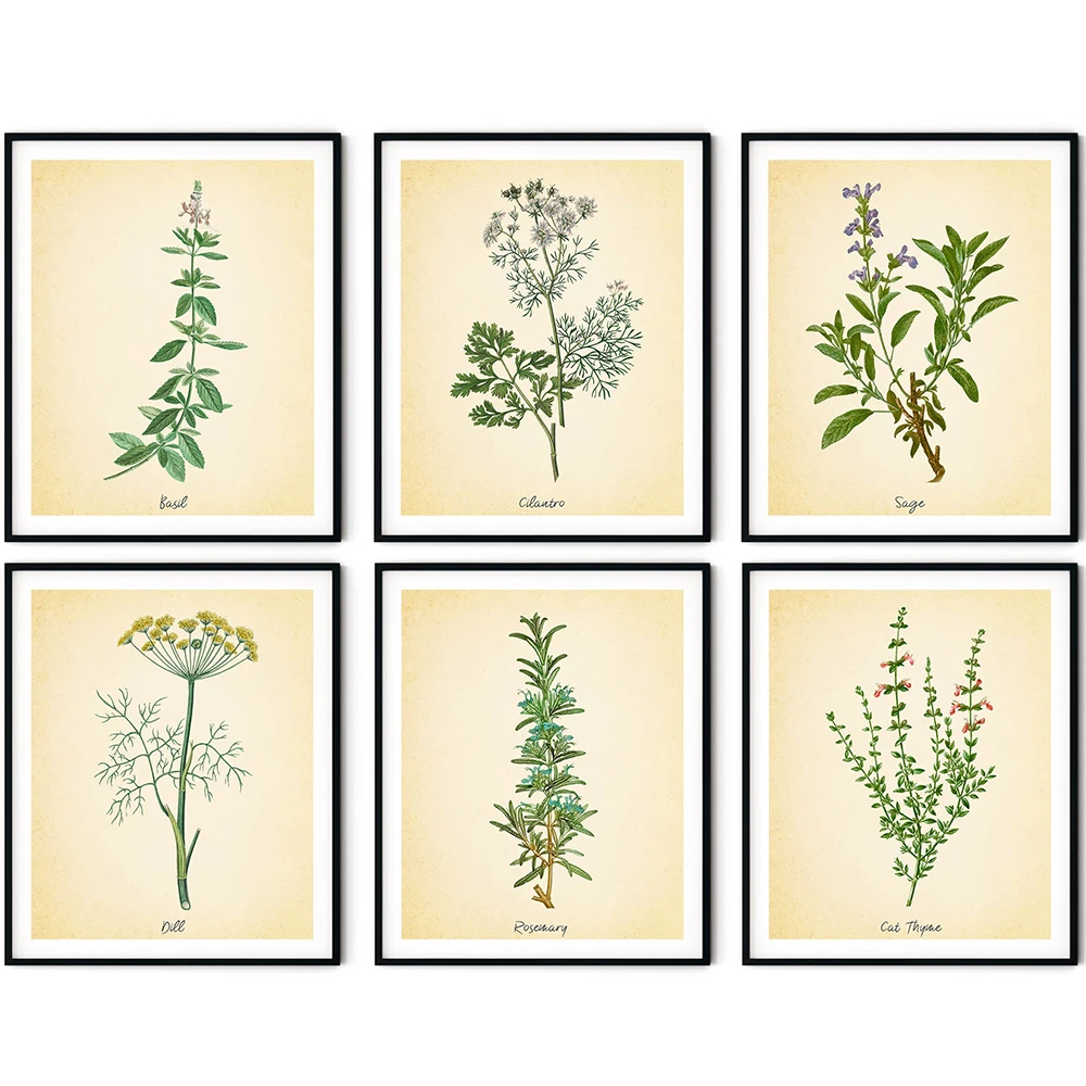 Herbs Canvas Art Painting Vintage Illustrations Posters and Prints Culinary Herbal Botanical Farmhouse Kitchen Wall Art Picture