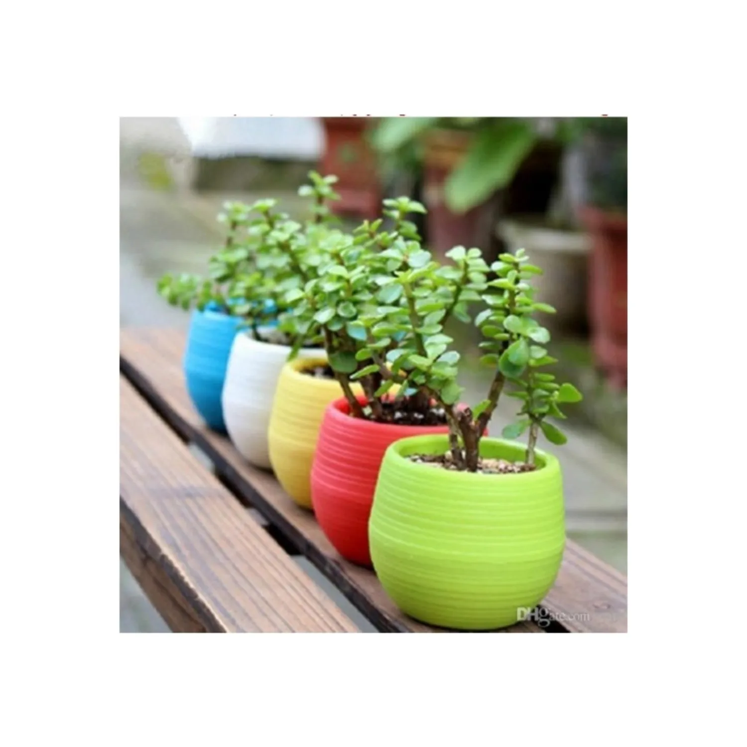 

Serinova Ashland-Elvan Plant and Cactus Pot 0.13 lt 6'lı Set