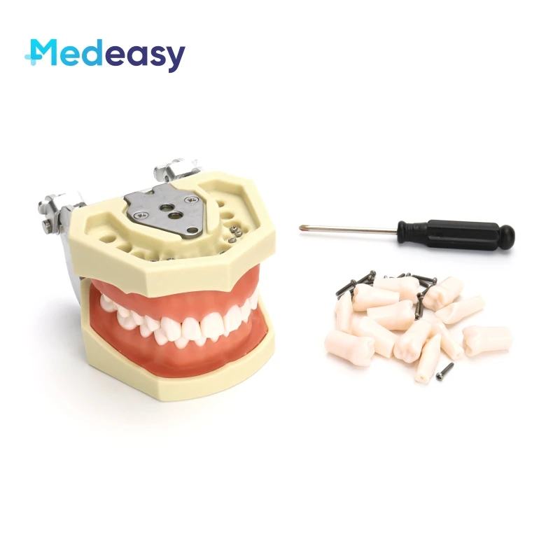 

Resin Dental Tooth Model Training Typodont Teeth Model For Dental Technician Practice Gum Teeth Jaw Implant Model Teaching