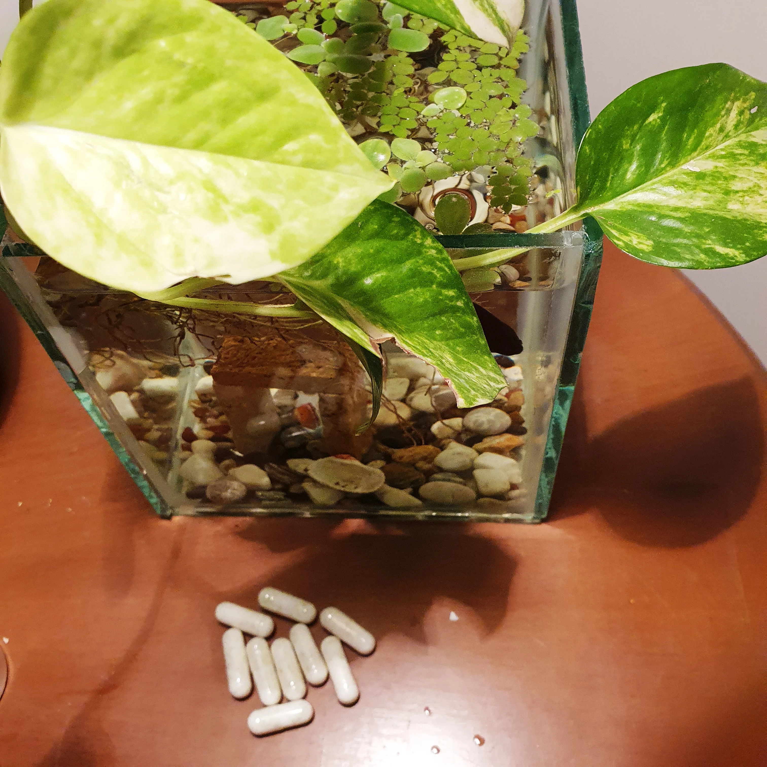capsule fertilizer aquarium fertilizer plant food for aquatic plants 20 pcs macro micro element trace elements