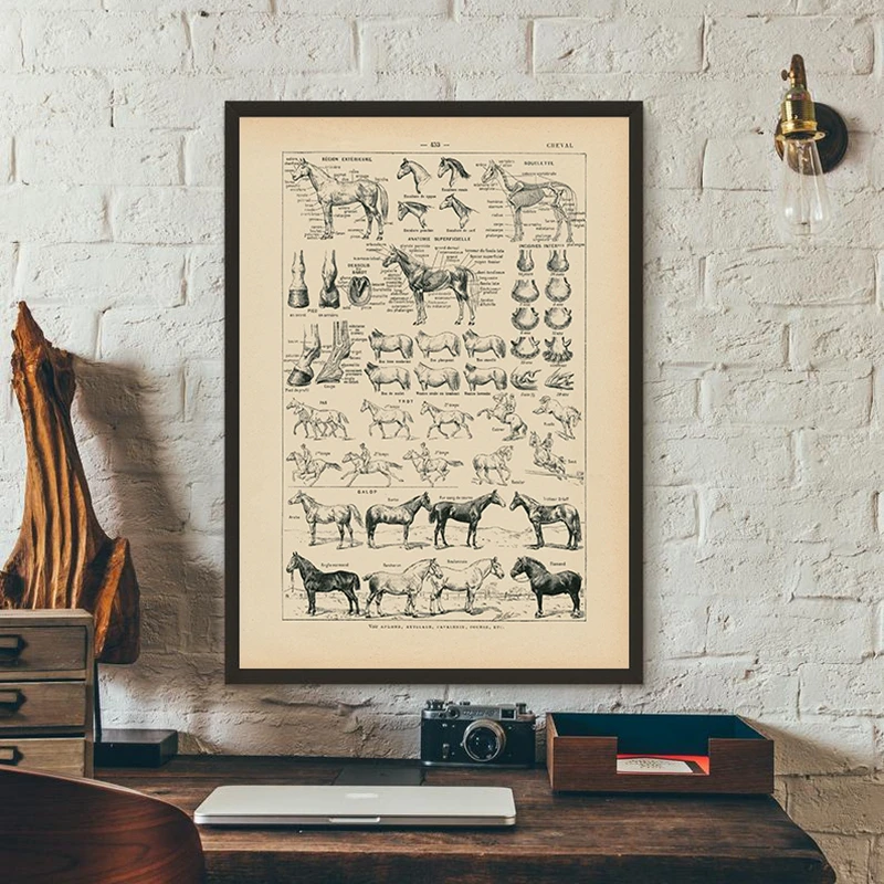 Decouvrez le Chart d'Anatomie Cheval Dessin Une Oeuvre d'Art ...
