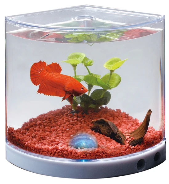 Dophin Mini Betta Tank Betalık