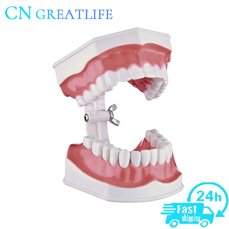 Large 1:2 Teaching Study Brushing Tooth Model Tools Removable Teeth Model with Removable Lower Teeth for Kids Oral Care Teaching