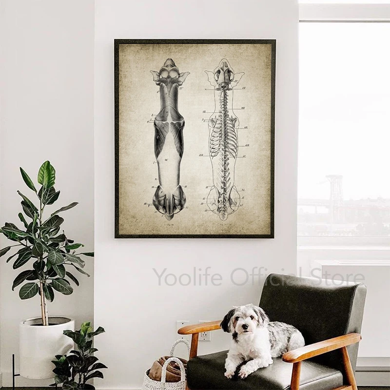 Dog Anatomy Poster Vintage Prints Veterinary Student Gifts Animal Vet Medicine Wall Art Pictures Canvas Painting Office Decor