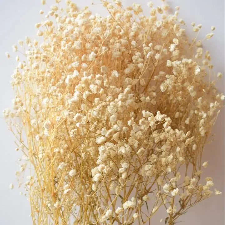 Dried Gypsophila, Natural Cream, Bunch