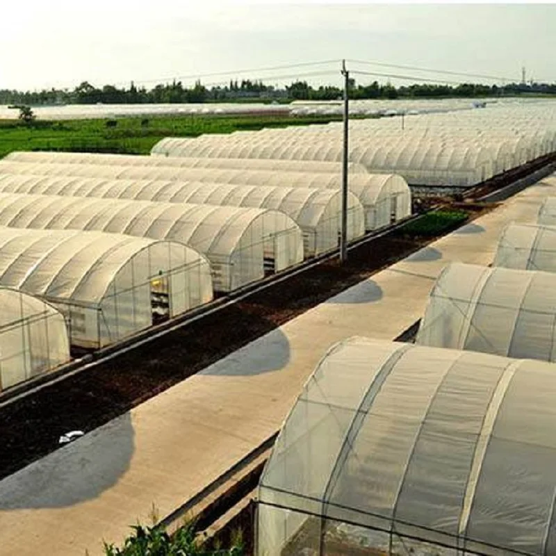 8Mx50M-Hot dip galvanized structure Greenhouse for planting cucumber and tomato in outdoor garden