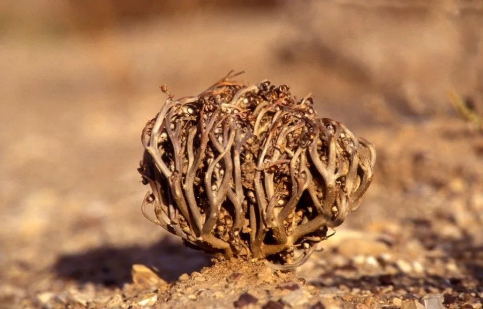 Flower of Maryaam Booti Anastatica hierochuntica Herb Seed كف مريم jericho plant 30 pcs (3-5 cm every one)