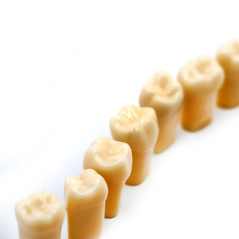 28pcs/pack Dental Simulation Tooth Dental Lab Material Simulated Teeth Grain Model