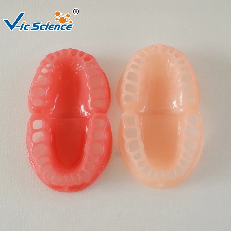 

Sofe gingiva models three color for choose