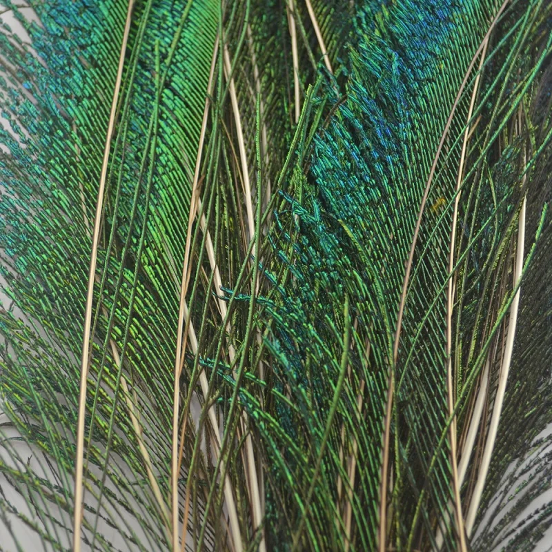 MNFT 20 Piece Peacock Swords Natural Feathers DIY  Fly Tying Nymphs Materials