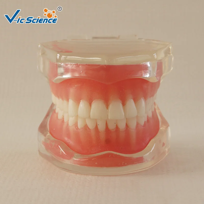 28 PCS Standard Full Mouth Soft Gum Removable Teeth Model