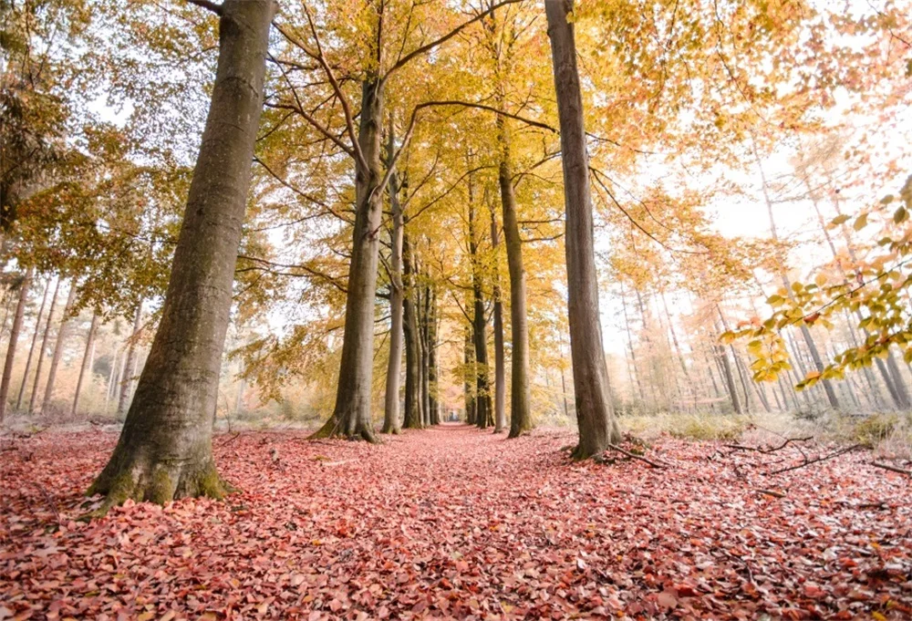 Laeacco Autumn Fallen Leaves Tree Forest Scenic Photography Backgrounds Customized Photographic Backdrops For Photo Studio