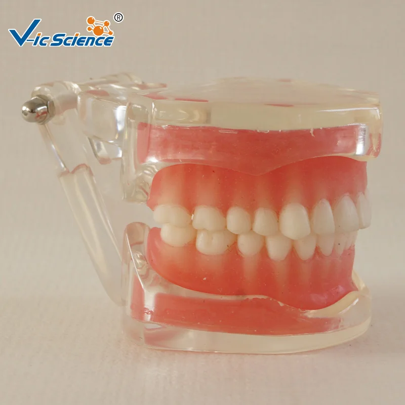 28 PCS Standard Full Mouth Soft Gum Removable Teeth Model