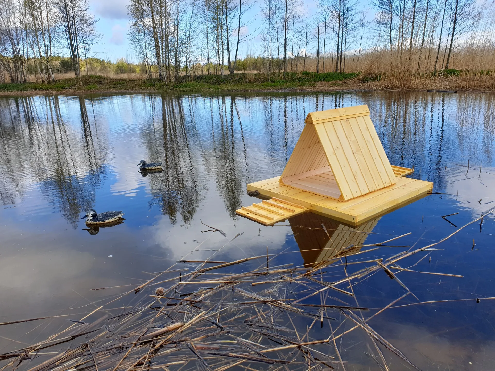 Wat is een hui eend? En waarom is een nest belangrijk voor deze vogel?