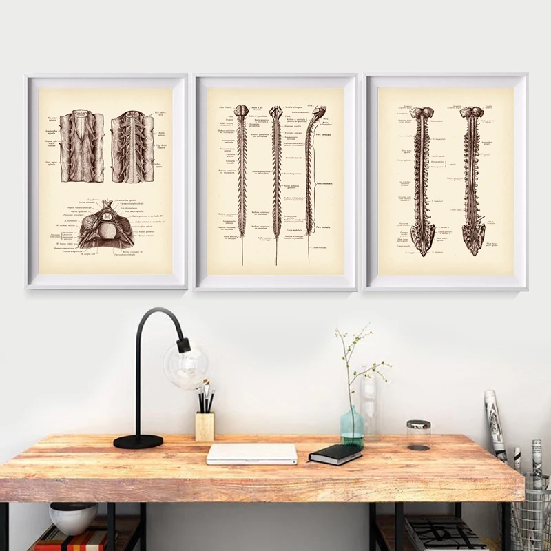 Neurology Spinal Anatomy Medical Wall Art พิมพ์มนุษย์ระบบประสาทแผนภูมิโปสเตอร์ภาพวาดผ้าใบ Neurosurgeon Office Decor