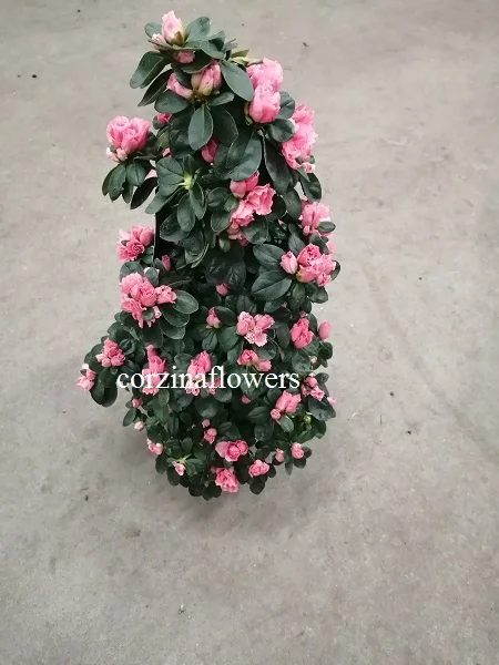 Azalea Pembe Piramit DZ440: Süper Kalite Yapay Çiçeklerle Evinizi Daha Güzel Hale Getirin
