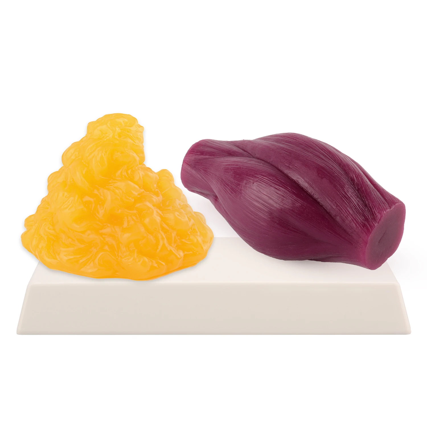 

1lb Fat Replica & Muscle to Keep Fit & Weight Loss Motivation Fat Model for Nutrition & Science Course & Fitness Center