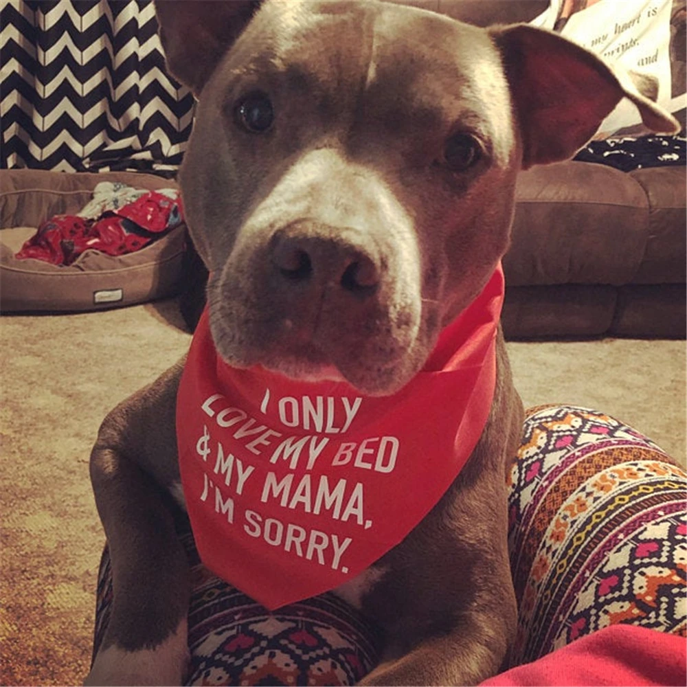 PPersonalised Dog Accessories I Only Love My Bed And My Mama I'm Sorry - Dog Bandana  Red Gift Outfit for Dog Wedding Birthday