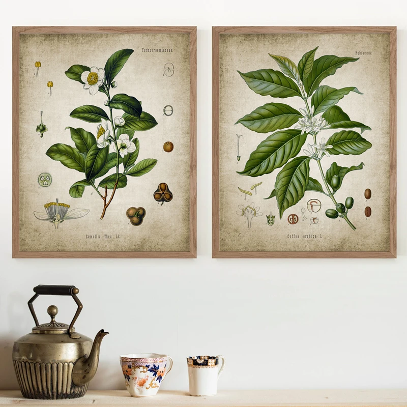 Tea & Coffee Plants Vintage Posters and Prints Kitchen Wall Decor , Botanic Pictures Wall Art Canvas Painting Restaurant Decor