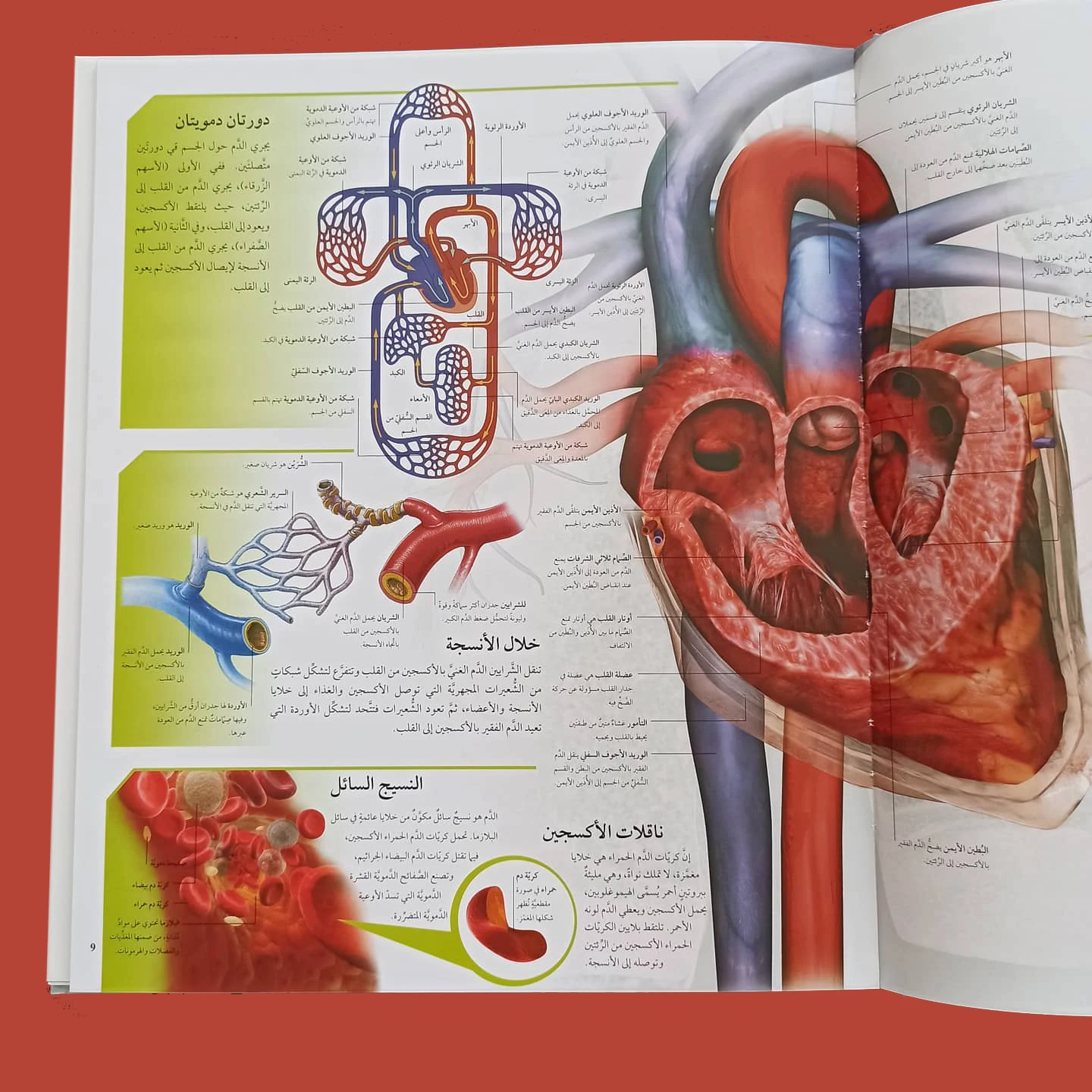 Livre éducatif 3D d'anatomie humaine, livre scientifique éducatif et instructif, livre éducatif mémorable avec images, langue arabe