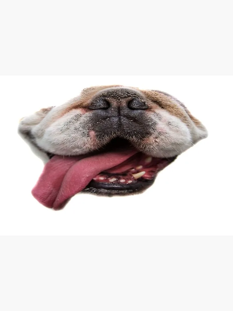 Bulldog Doggo Gesicht maske Maske Gesicht Maske Filter Tasche Tuch Reusable Waschbar