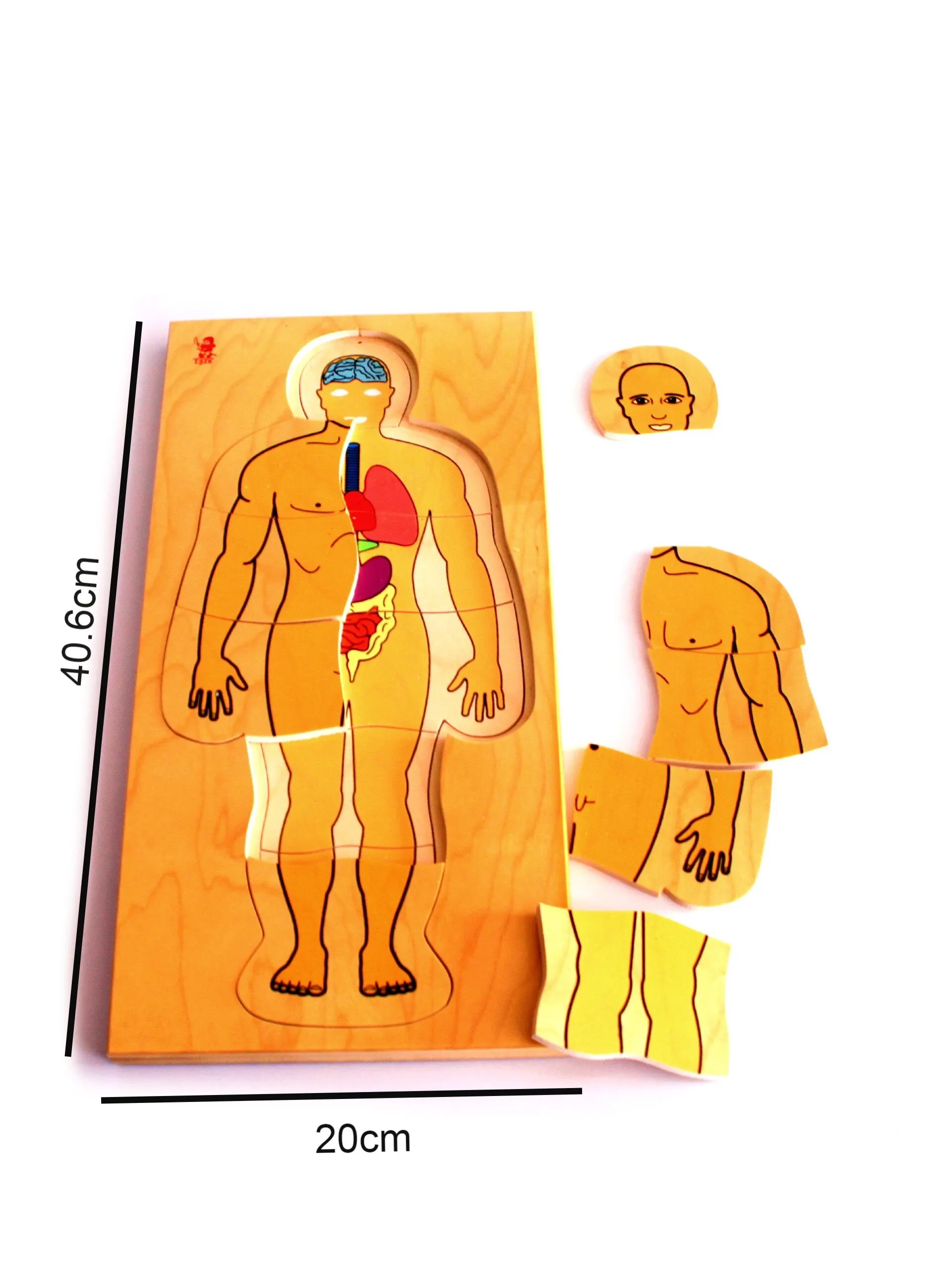 Human Body Layers to Kids Educational Puzzle for Children Biology Learning Toy Baby Toddler Montessorri Blocks