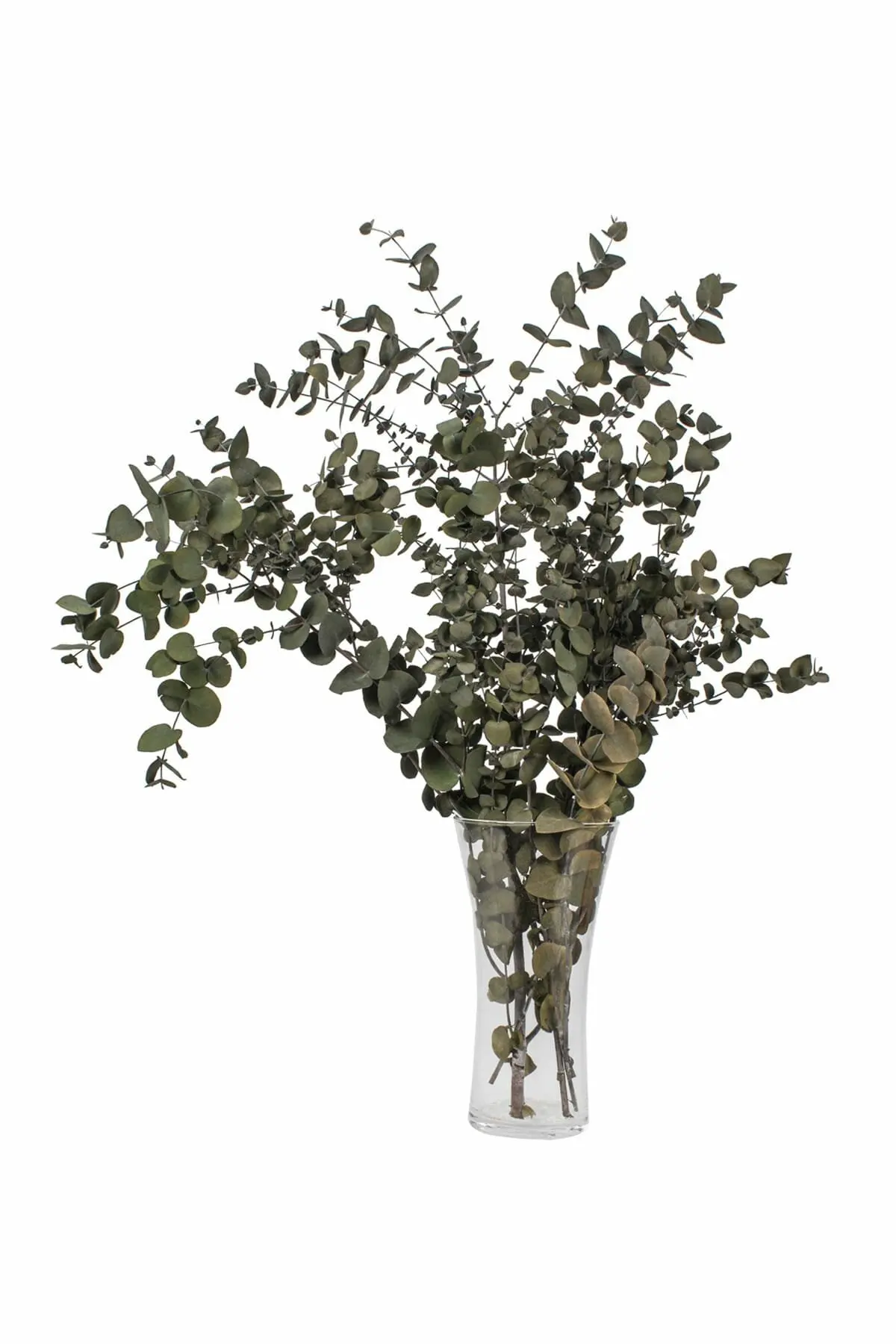 Feuilles d\'eucalyptus naturelles, fleurs séchées, plantes naturelles, décor de mariage à domicile, branches d\'eucalyptus, tiges, vrai décor végétal